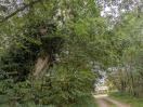 Foto: Gefahr durch trockenen Baum  